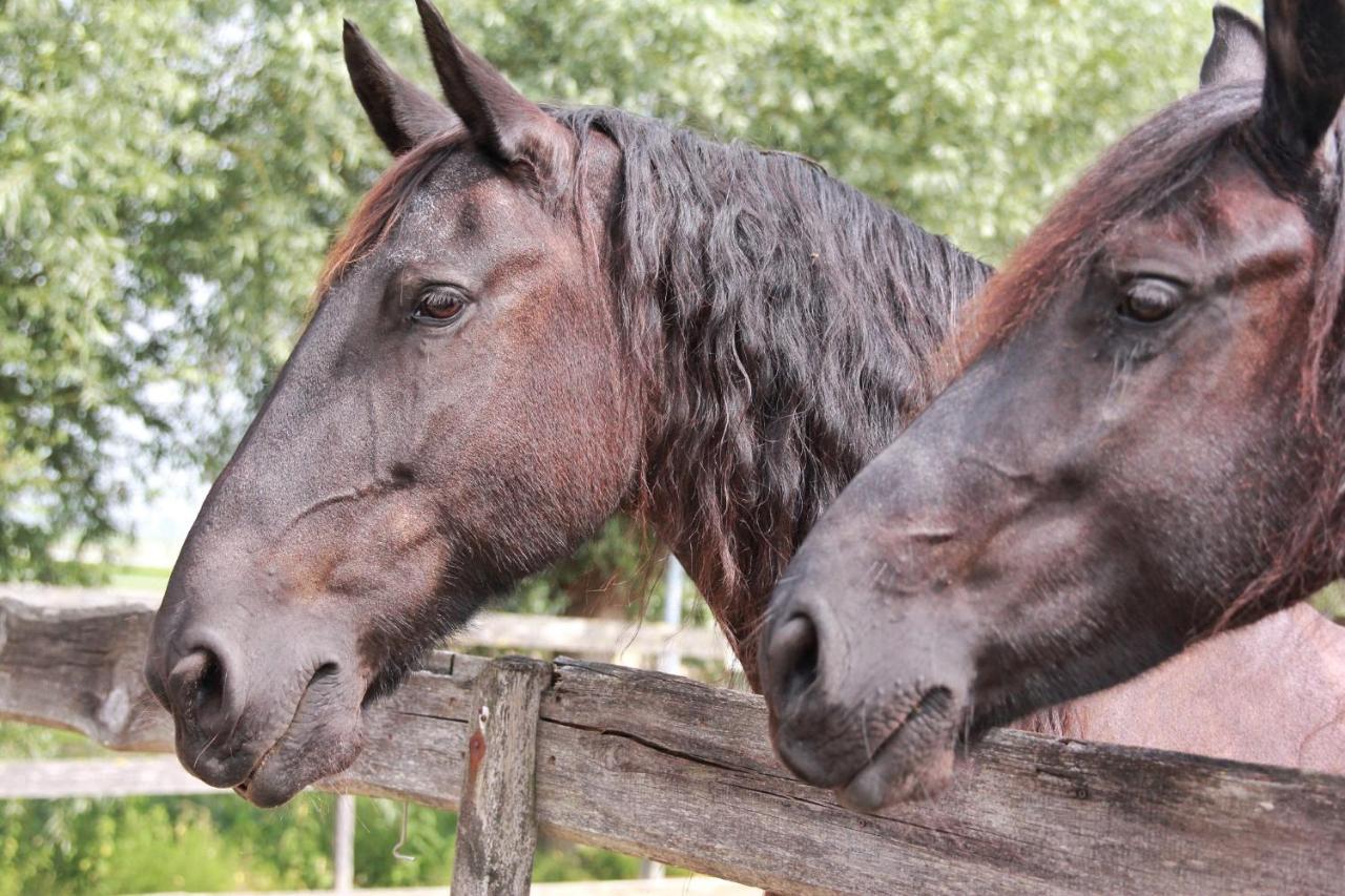 Apartment Het Friesche Paard Purmer Zewnętrze zdjęcie